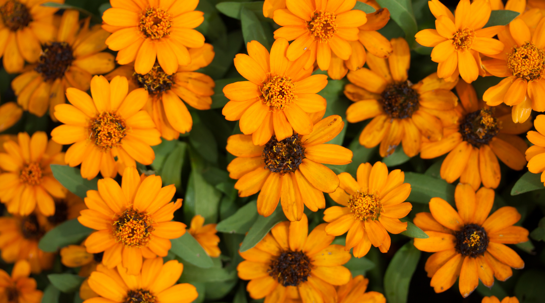 Ingredient Spotlight: Calendula – The Skin-Healing Powerhouse