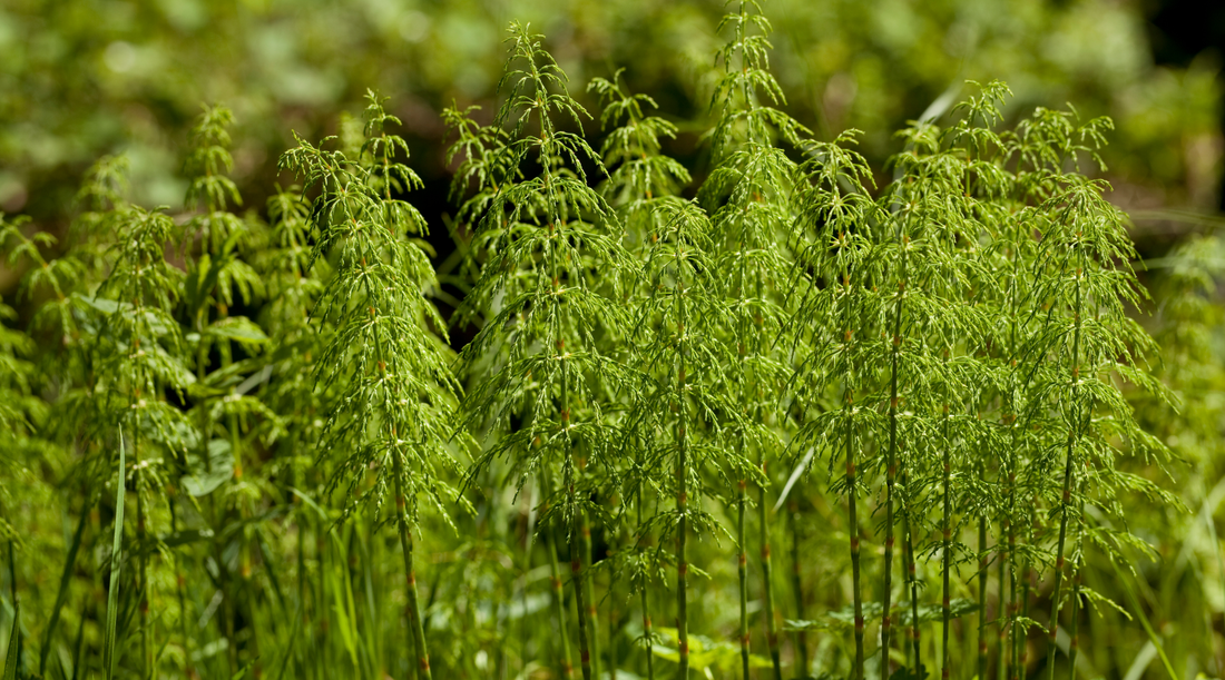 The Best Herbs for Skincare (And Why We Infuse Them Into Every Jar)