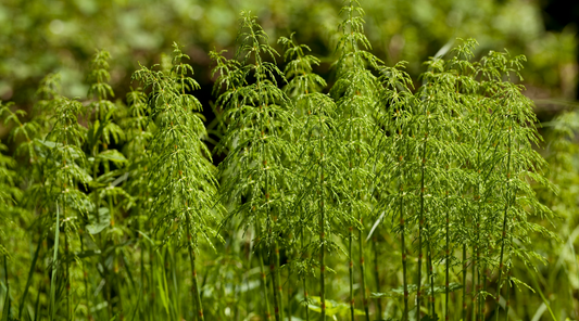 The Best Herbs for Skincare (And Why We Infuse Them Into Every Jar)